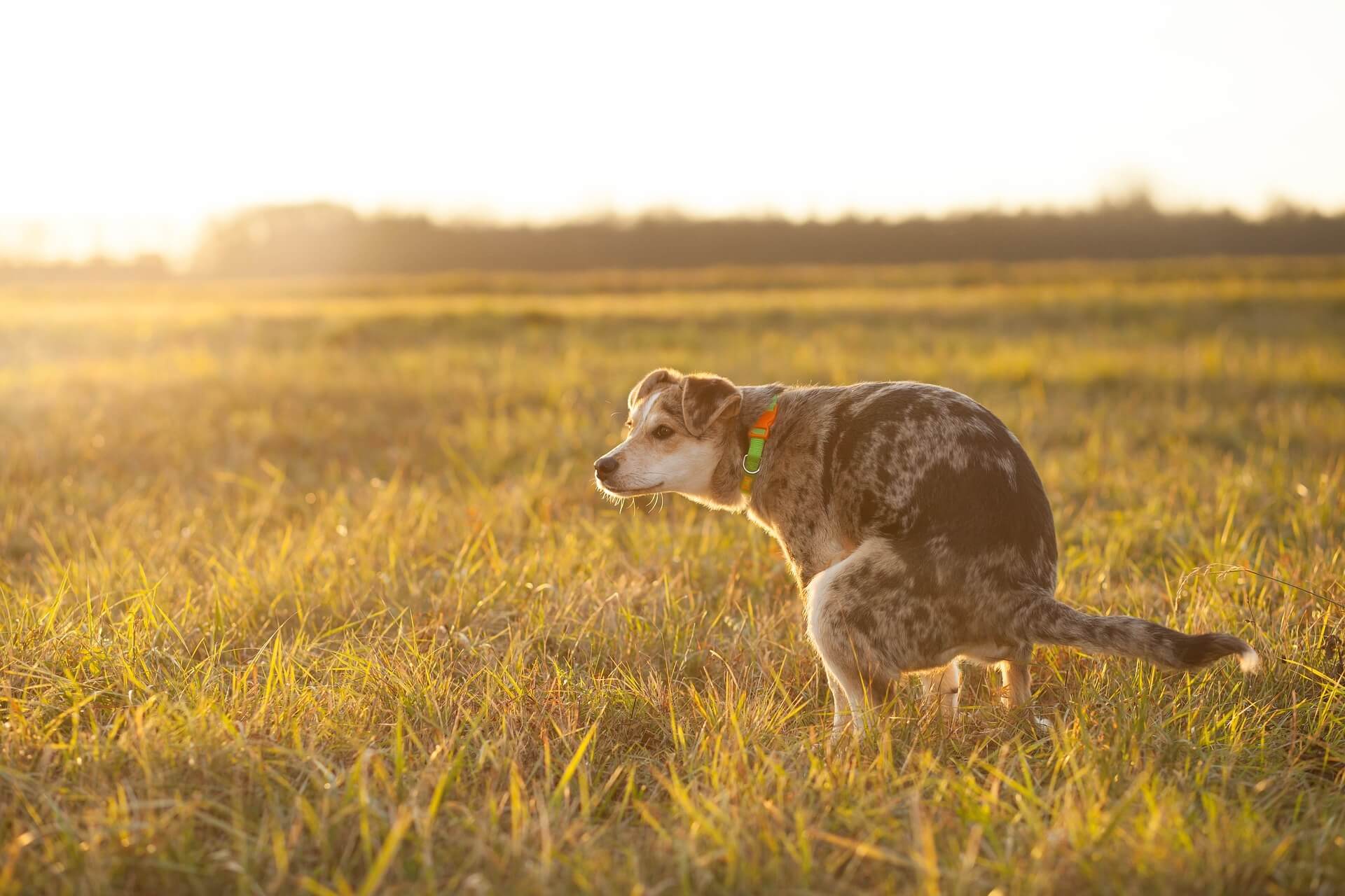 what do you do with dog poop when backpacking