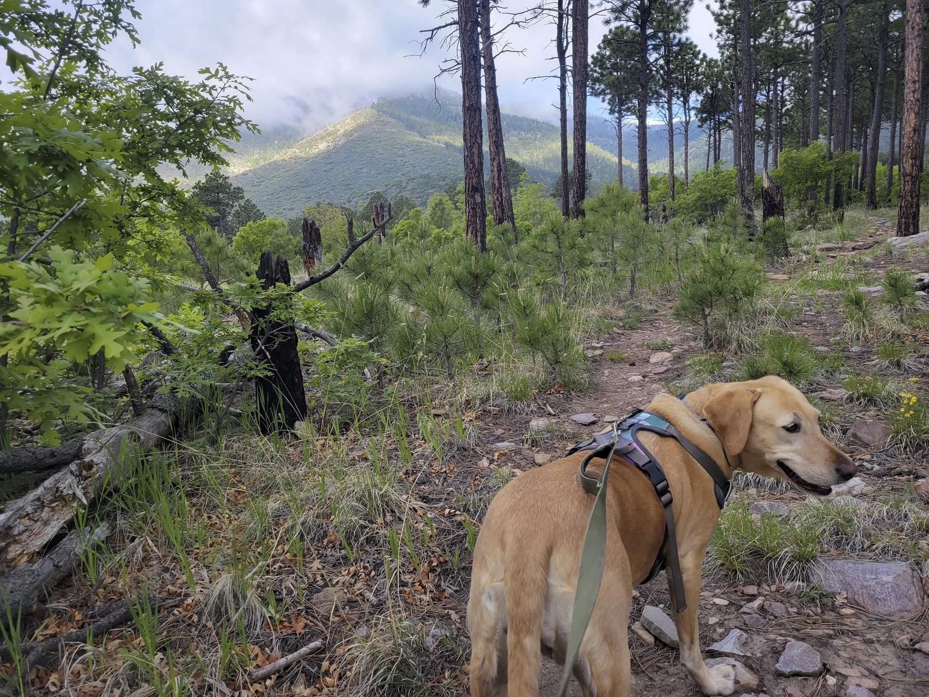 Dispersed Camping Manzano Mountains of Cibola National Forest